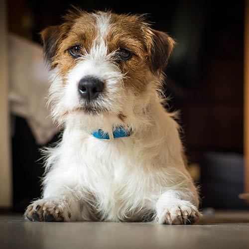 jack russell terrier rescue