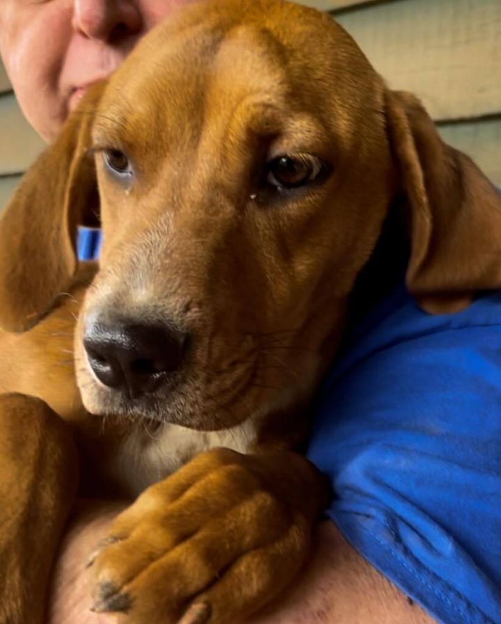 walker coonhound lab mix