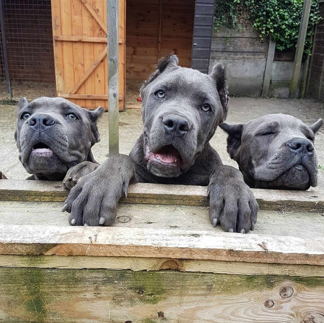 cane corso puppies for sale