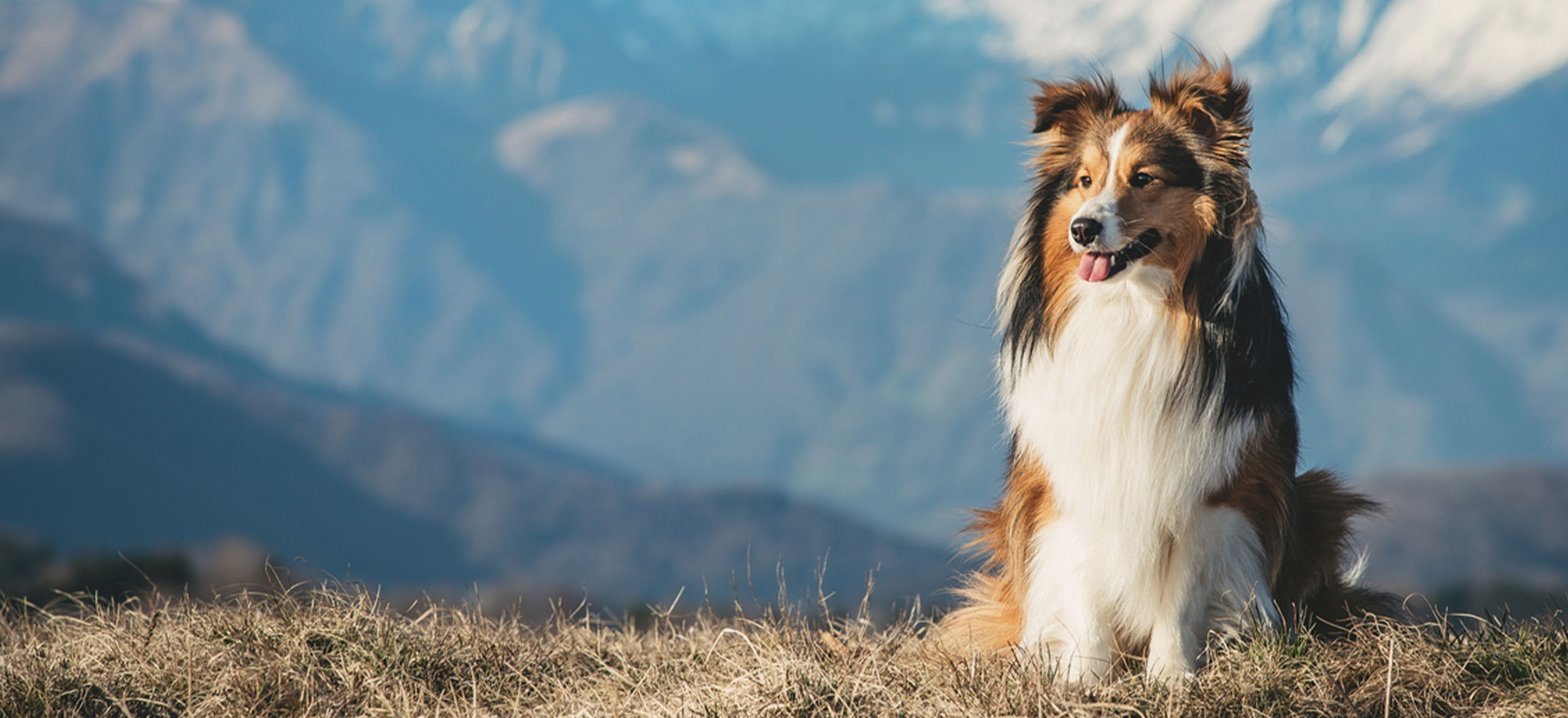 shetland sheepdogs for sale