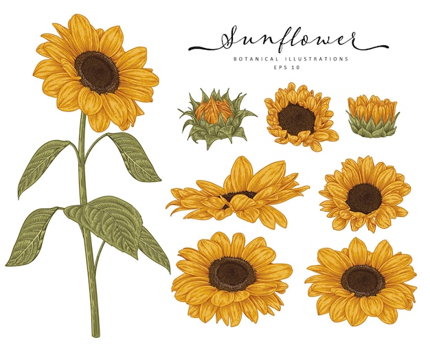 sunflower vector illustration