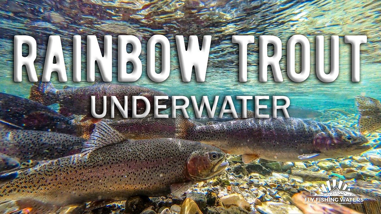 trout video