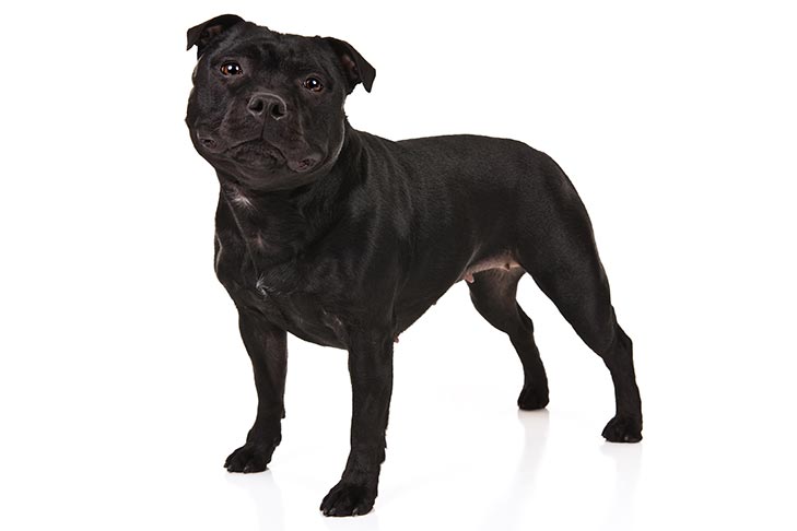 pictures of staffordshire terriers