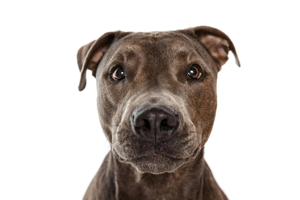 types of pitbull dog breeds