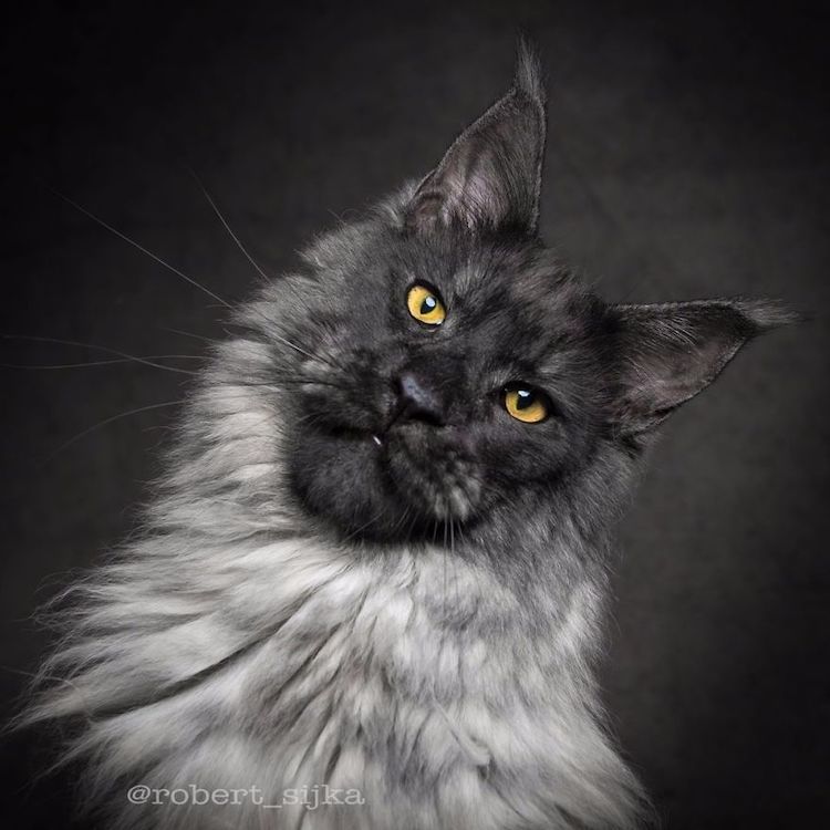 maine coon pics