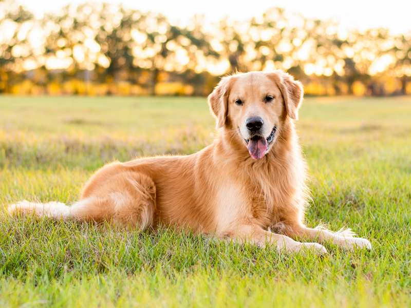 dogs for sale golden retriever puppies