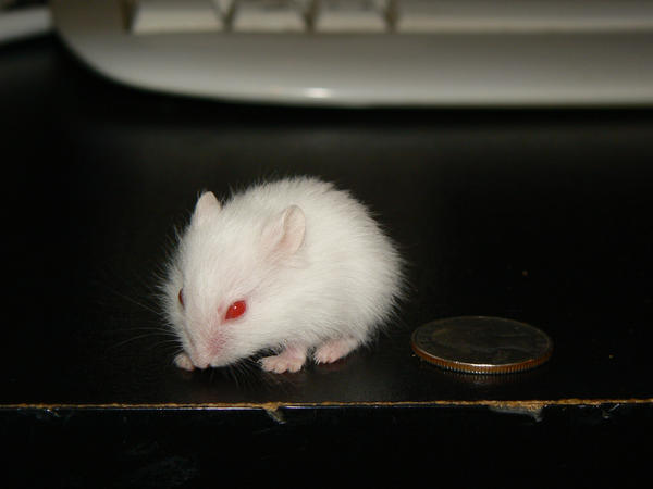 baby white hamster token