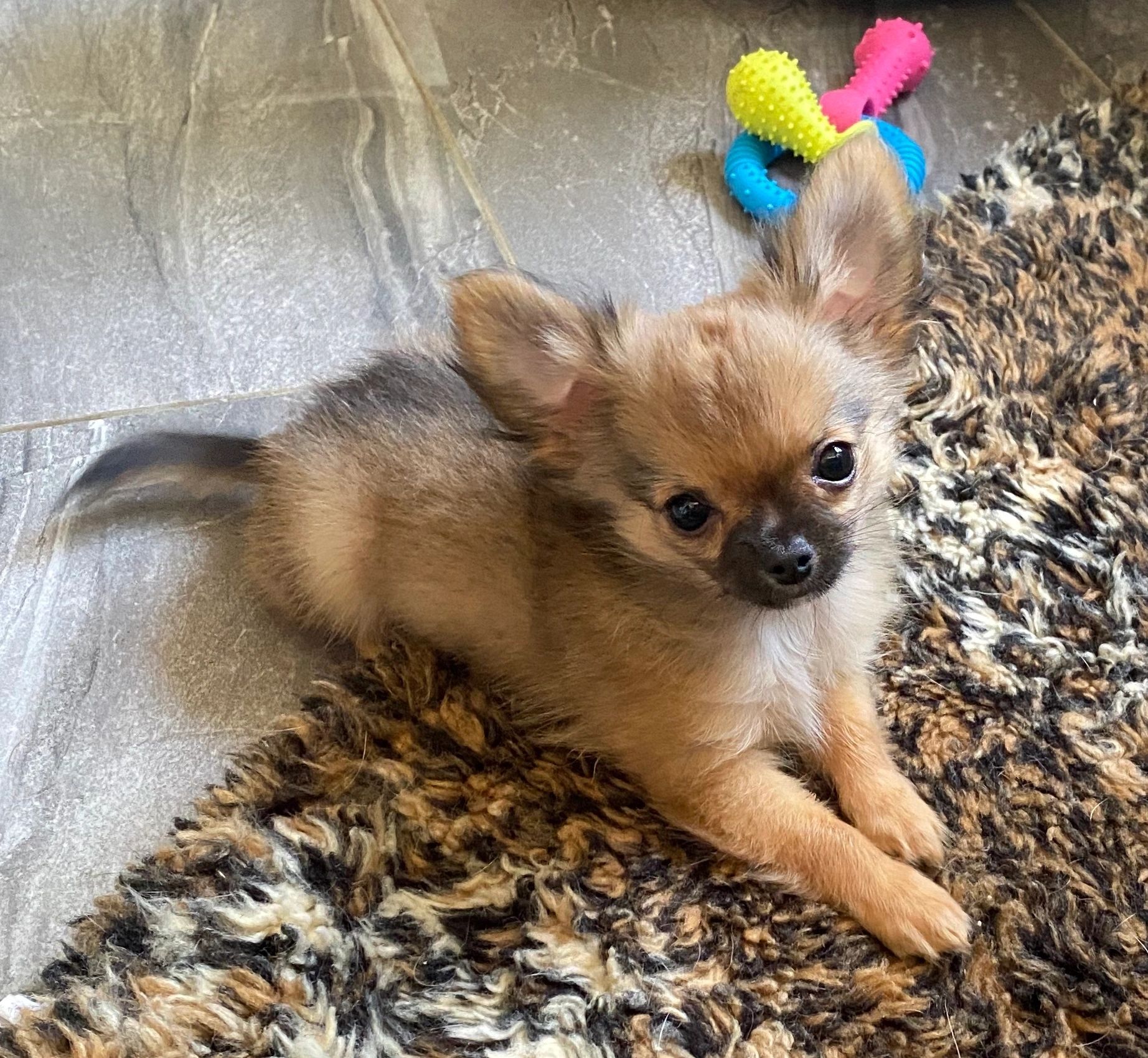 applehead chihuahua for sale ontario