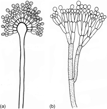 conidia