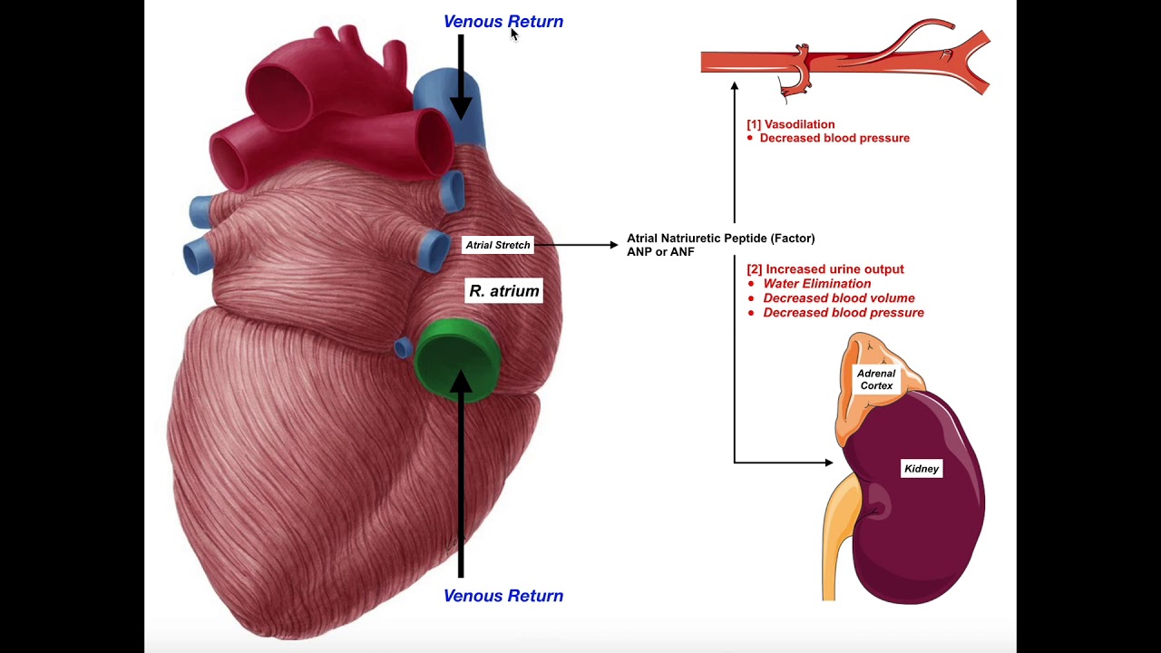 atrial natriuretic hormone