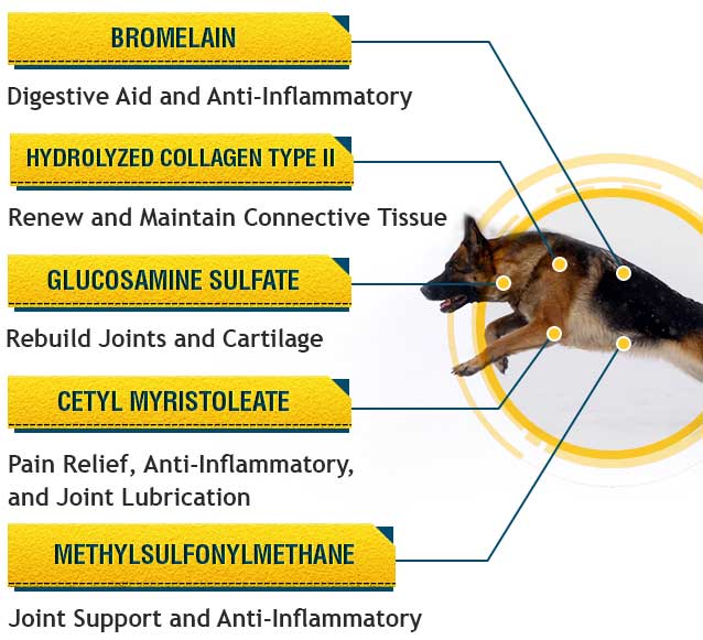 81 mg aspirin for dogs