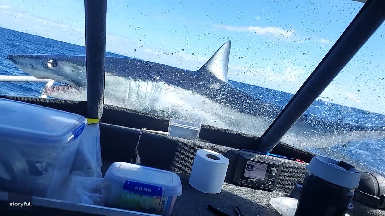 mako shark chasing boat