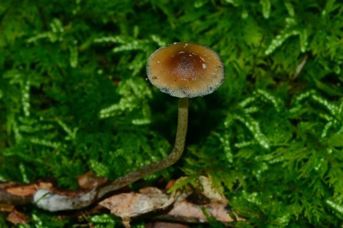 psilocybe caerulipes pictures