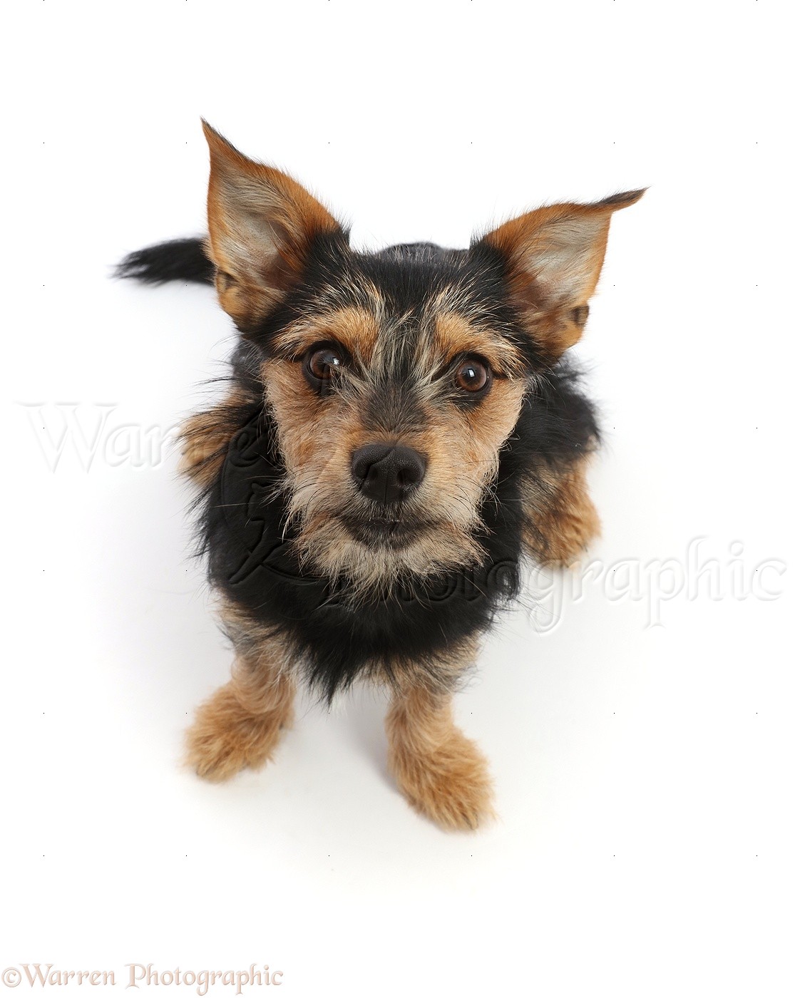 chihuahua yorkie x