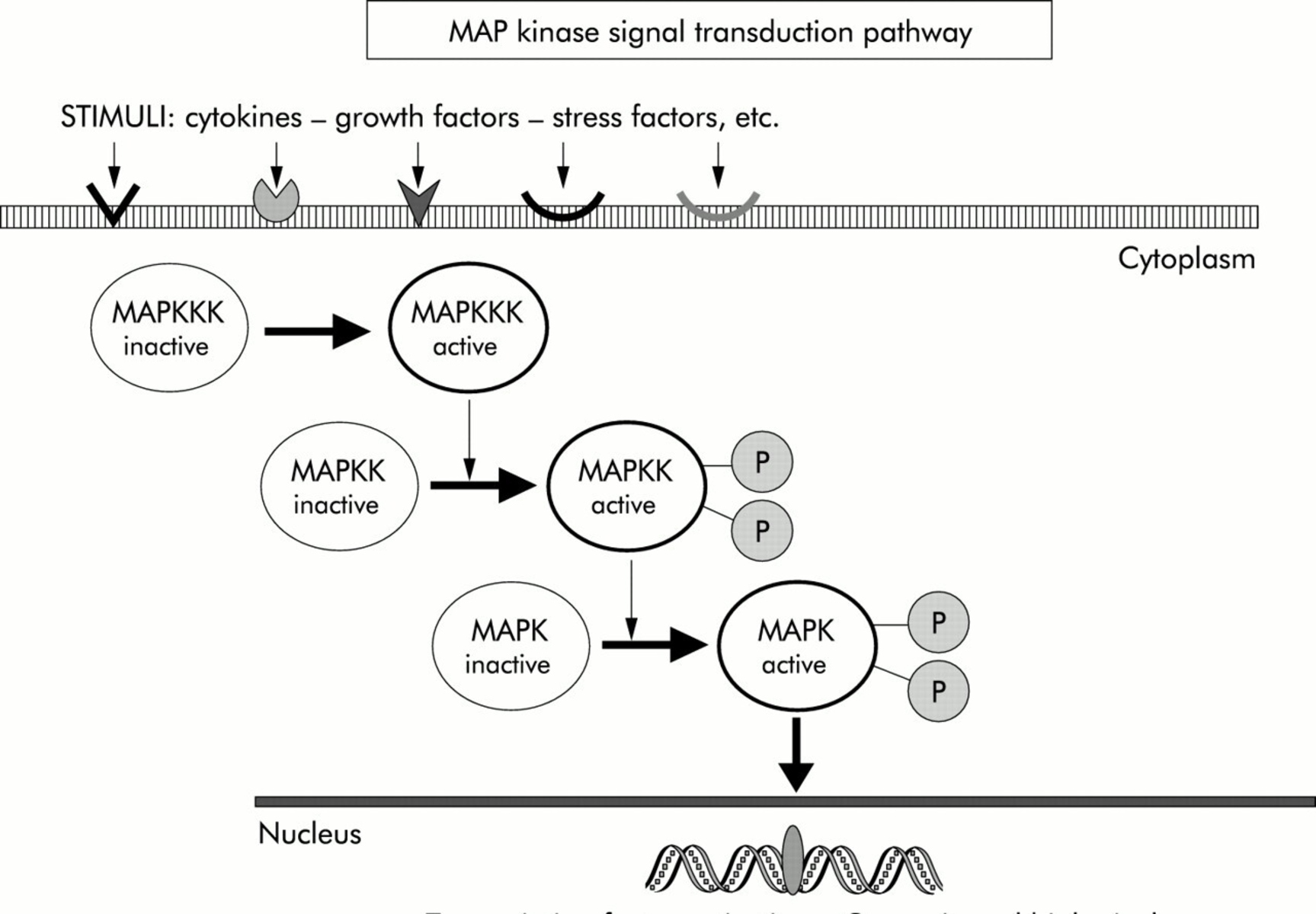 mitogen