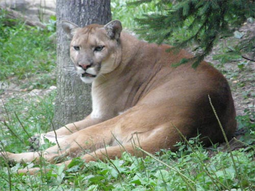 mountain lion new york