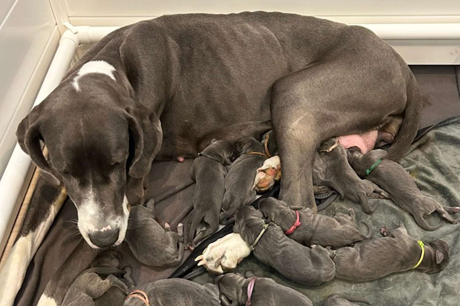 great dane puppies