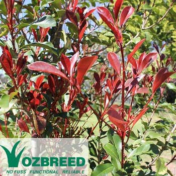 photinia thin red