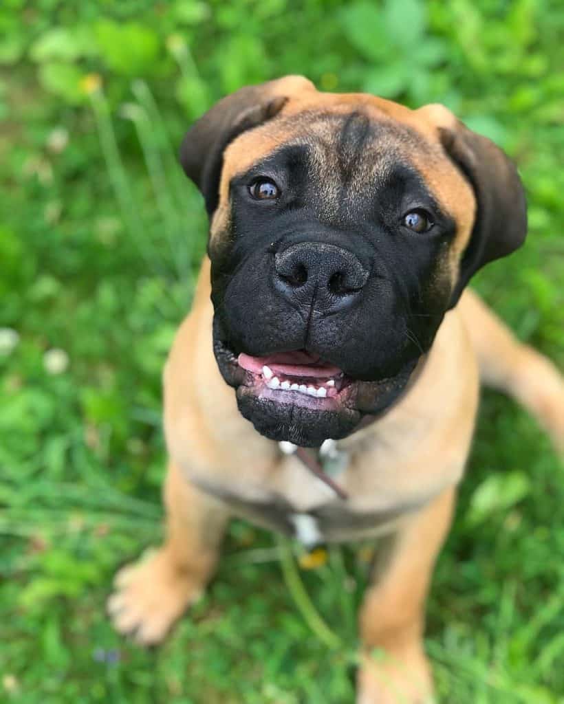 boxer hybrid dogs