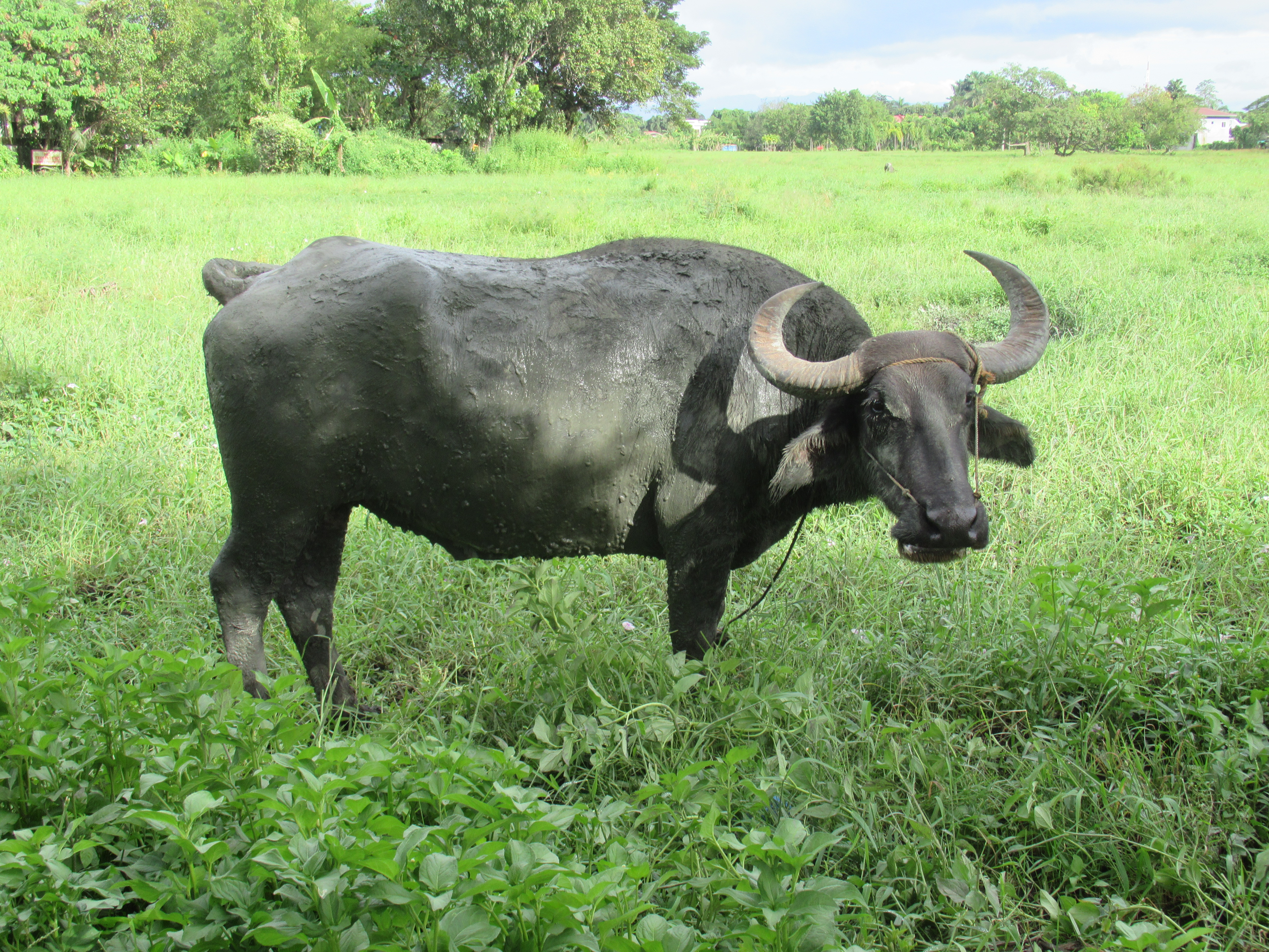 buffalo like ox crossword clue