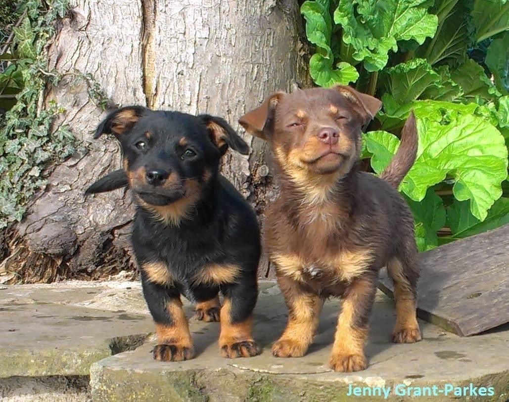 lancashire heeler rescue