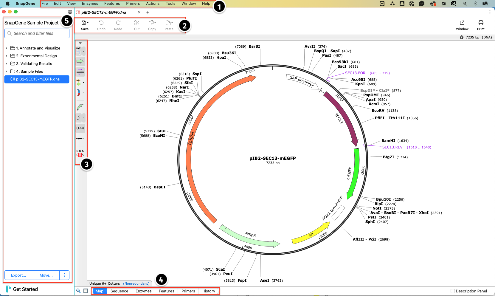 snapgene