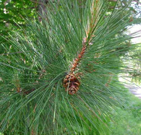 native pine whose name can be doubled