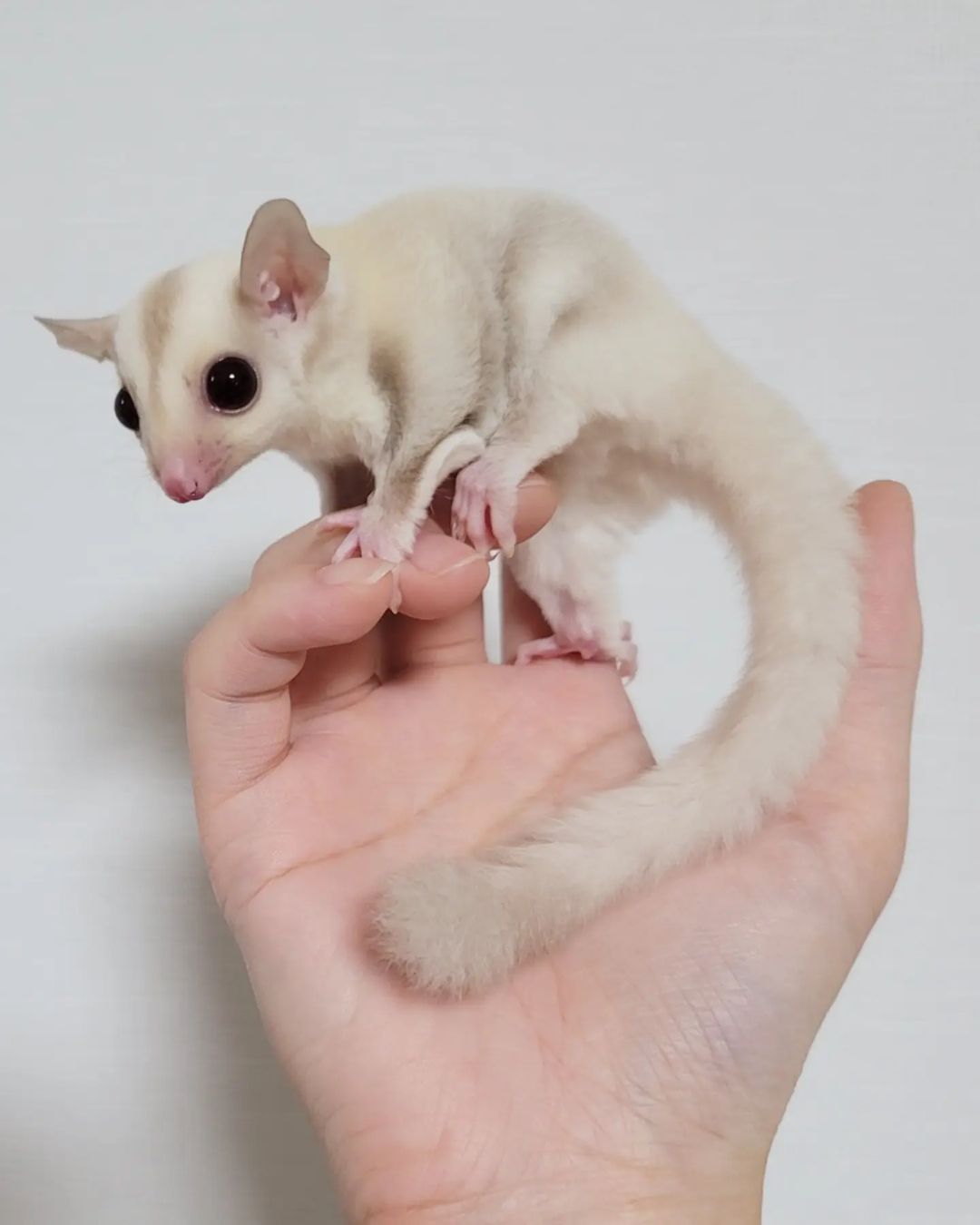 sugar gliders for sale kansas city