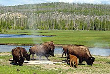 yellowstone park wikipedia