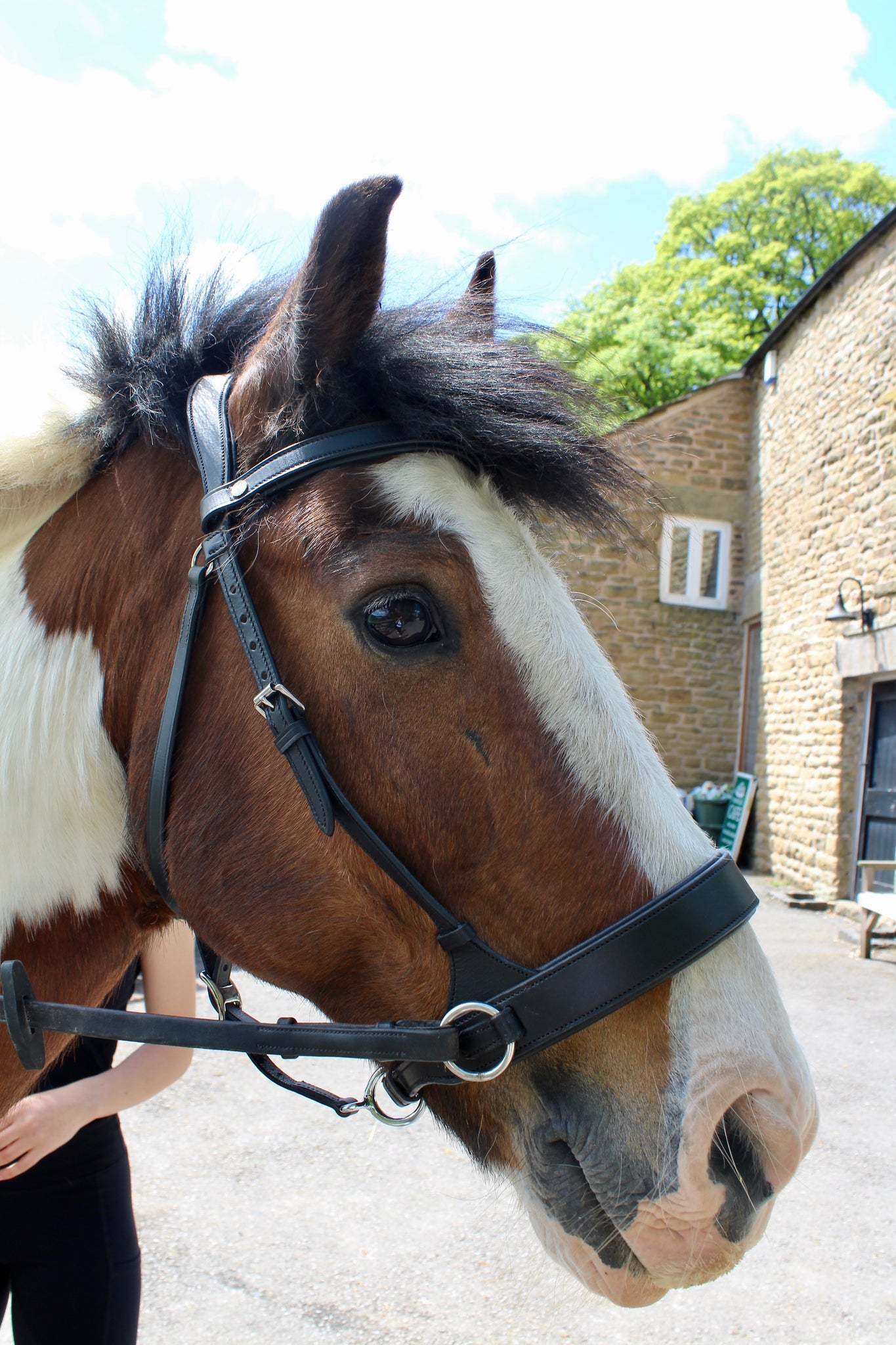 bitless bridle uk