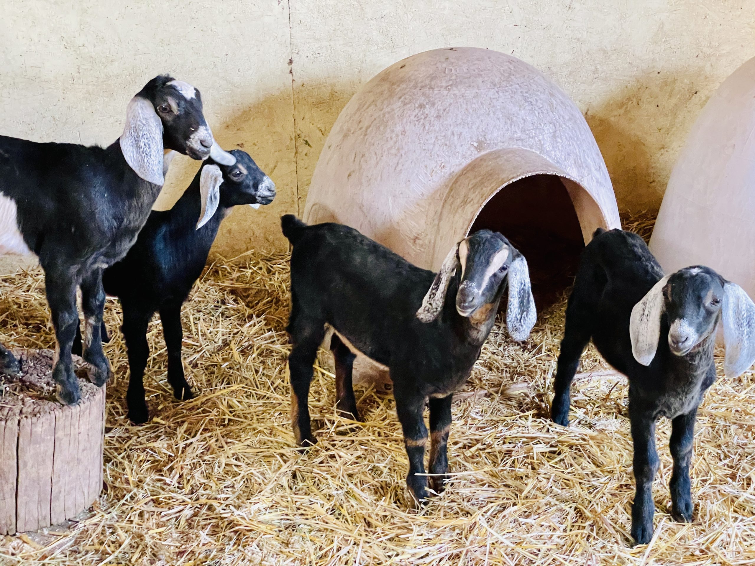 goats for sale colorado