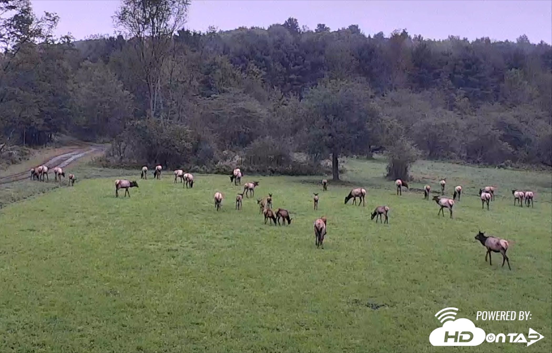 live elk cam in benezette pa