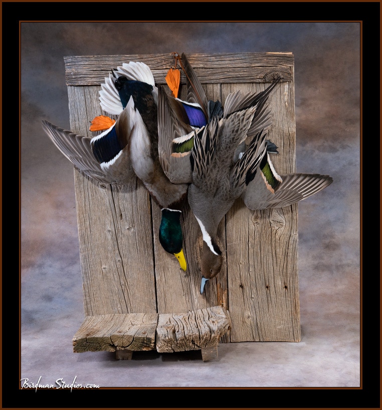 pintail dead mount