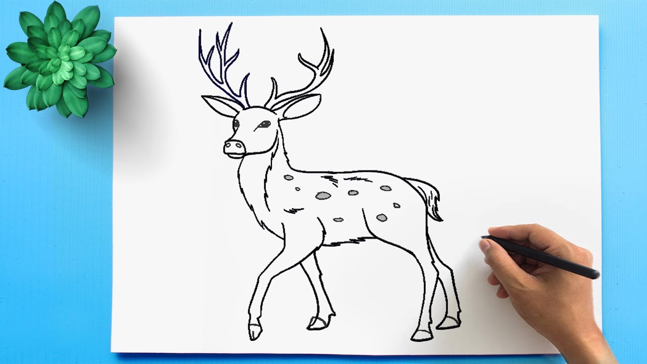 how to draw a deer