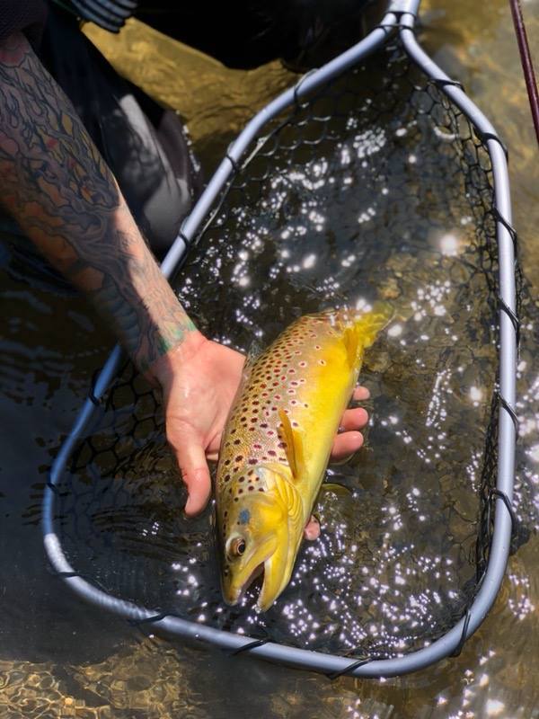 stanislaus river fishing report