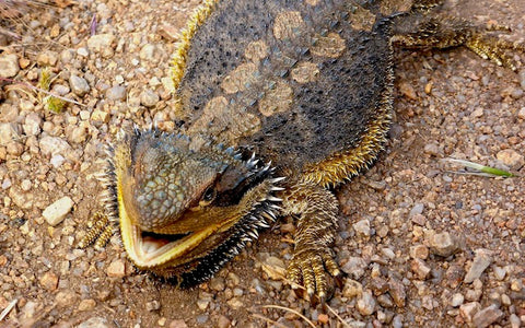 bearded dragon turned black and died