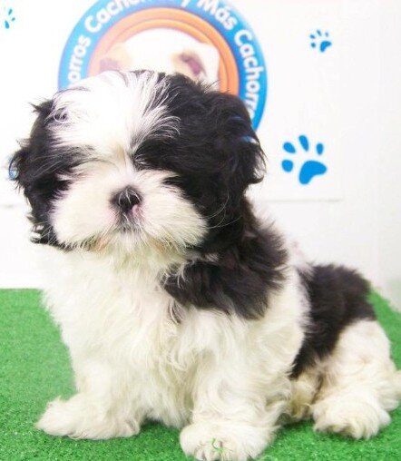 shih tzu cachorros venta