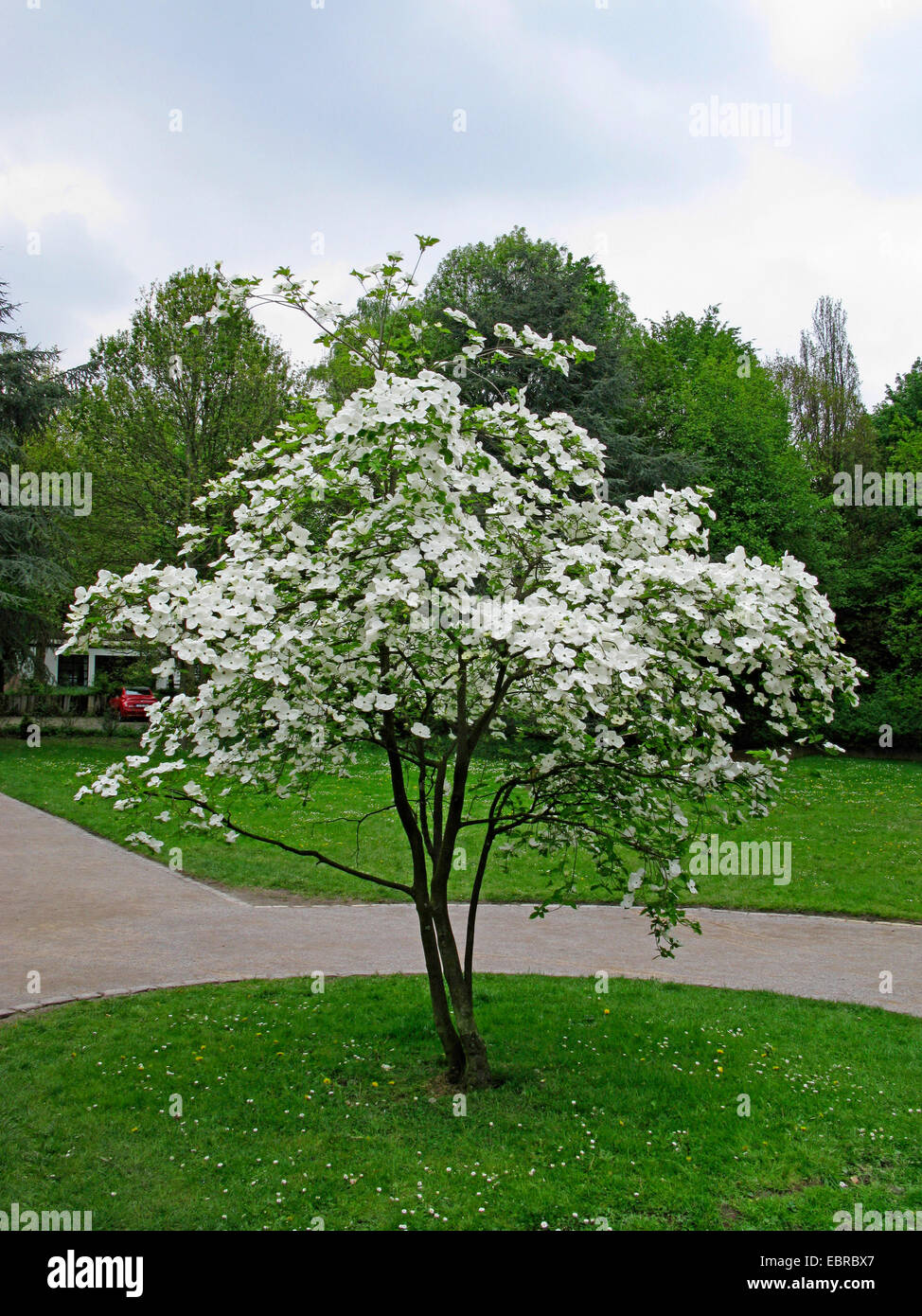 dogwood tree español