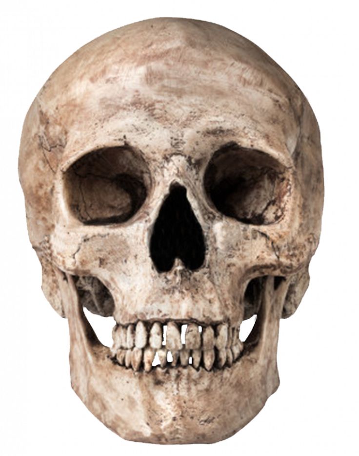 real skull png