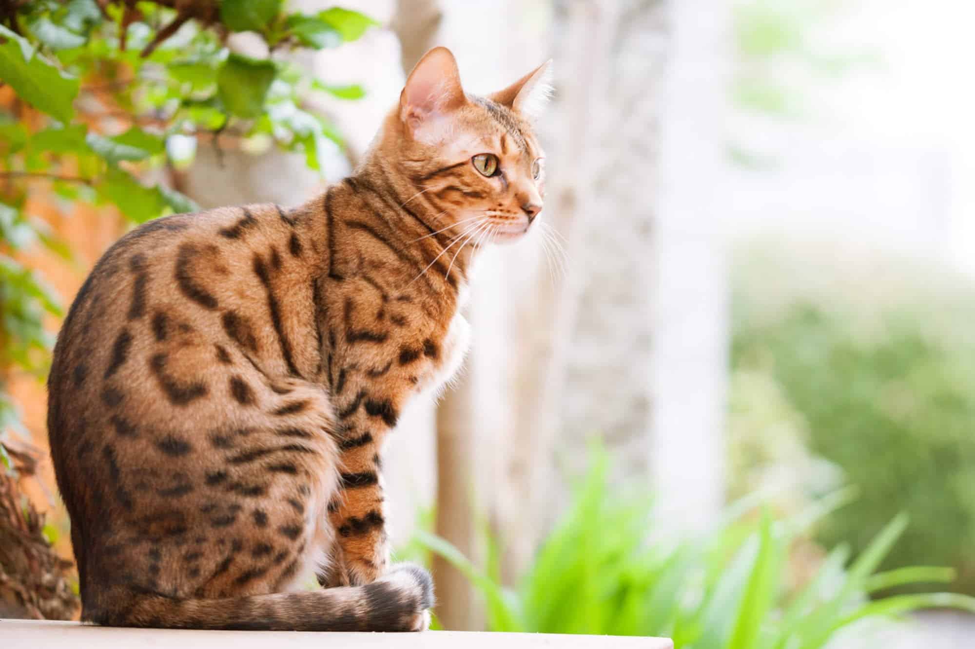 pics of a bengal cat