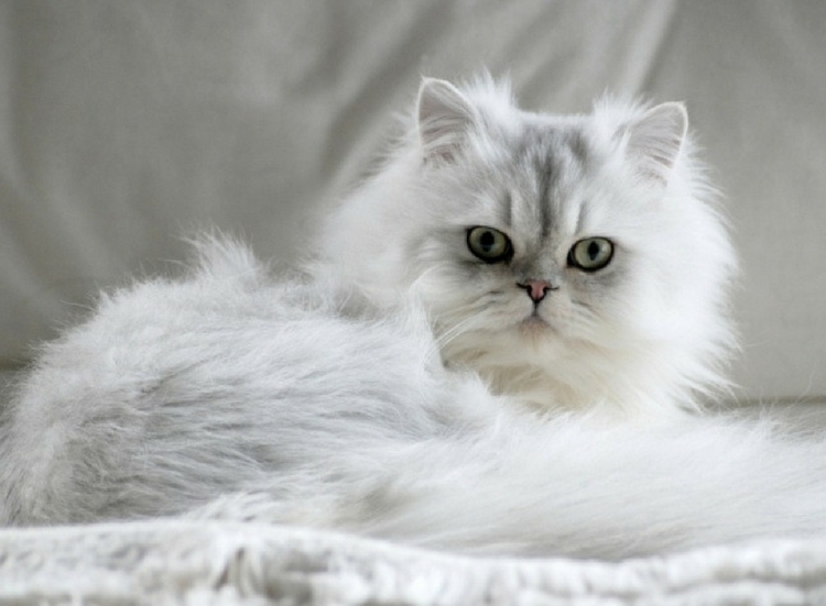 persian chinchilla cat