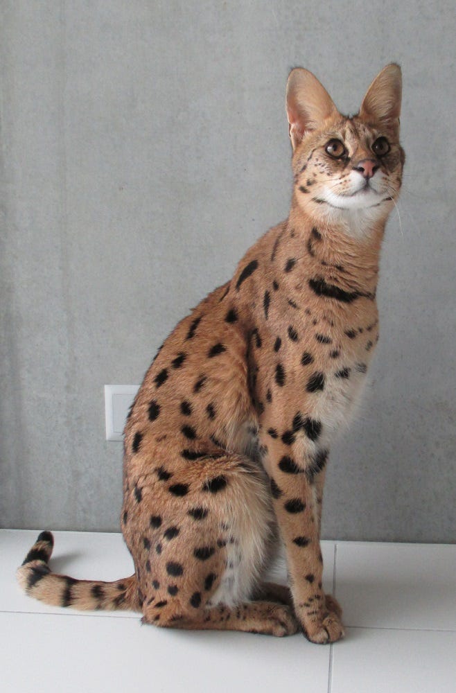 savannah cat length