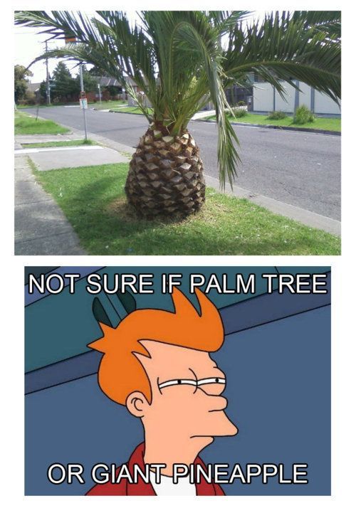 pineapple meme