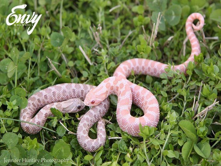 lavender hognose snake