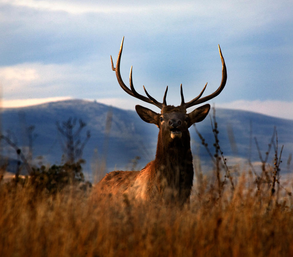 montana deer drawing results