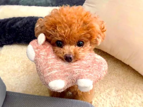 toy poodle photos