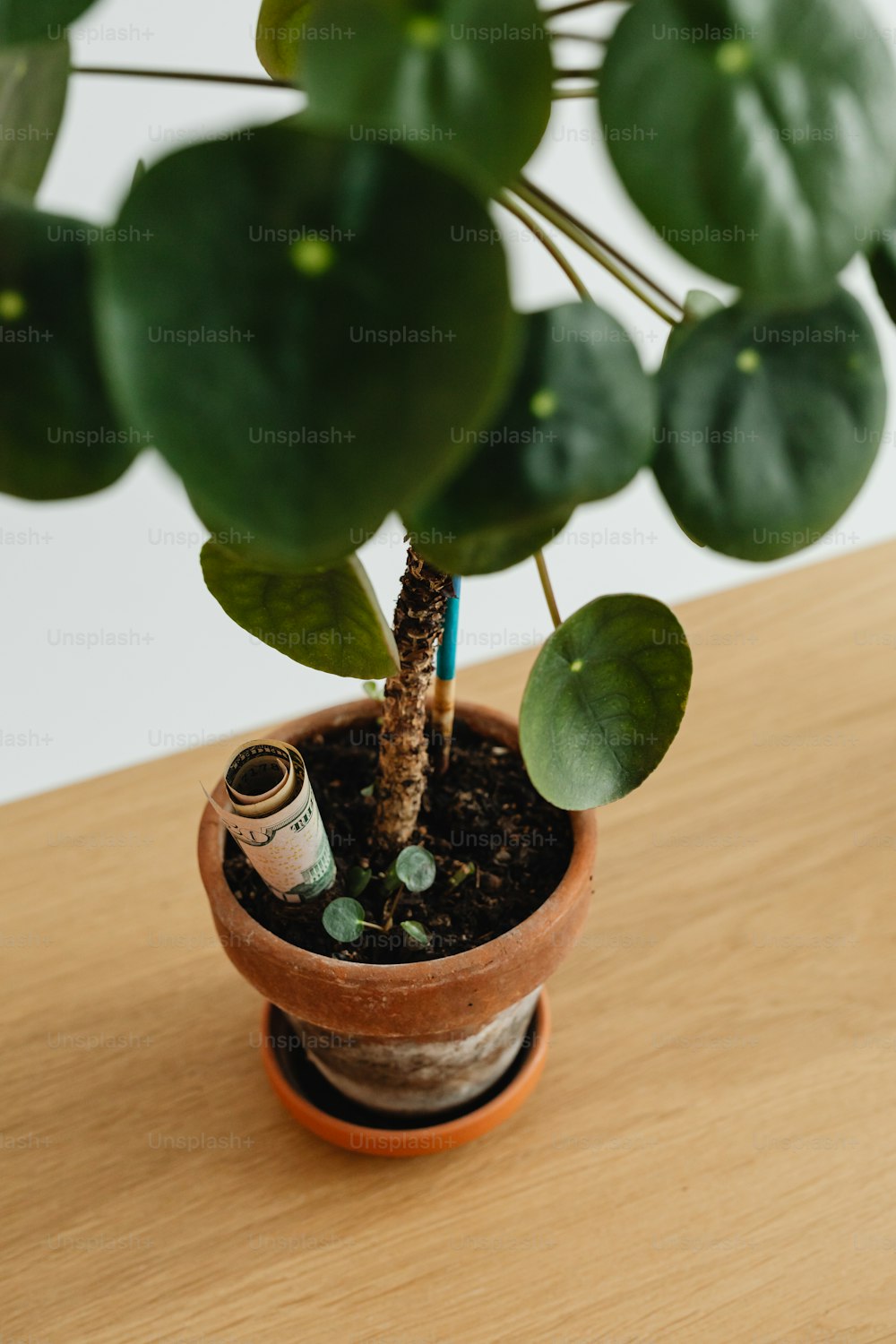 money plant images hd