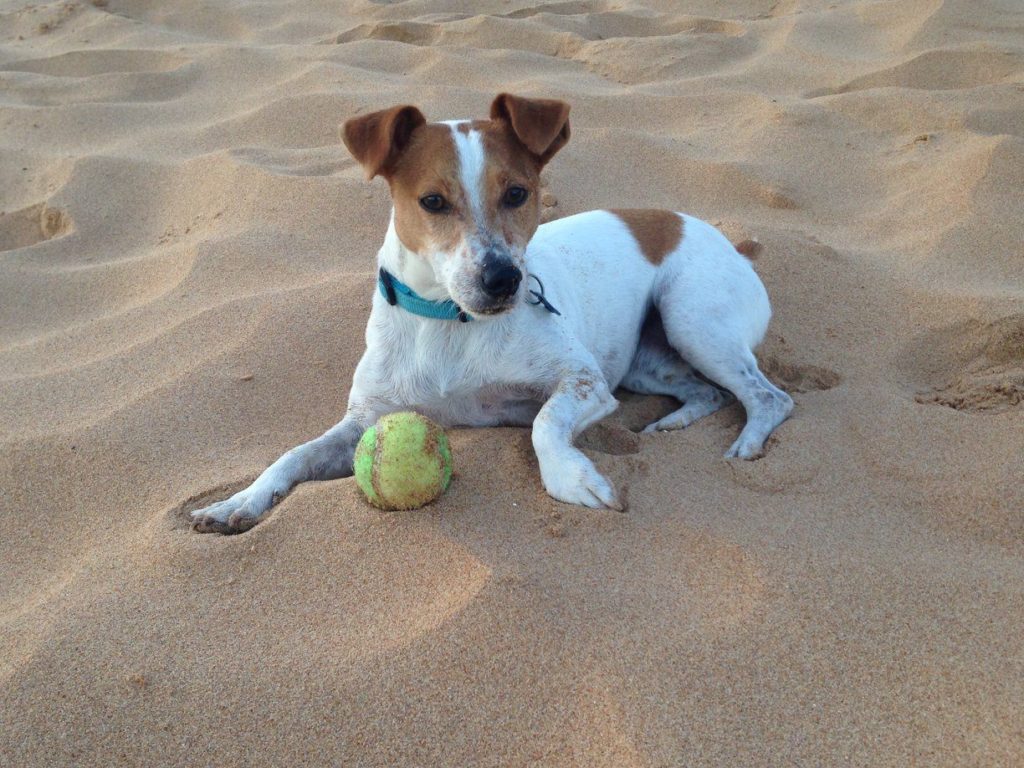 jack russell puppies rescue