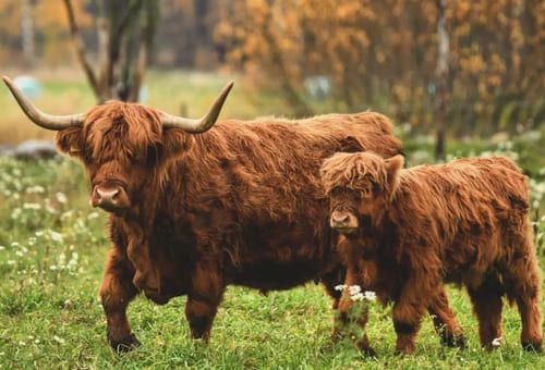 ganado highland en méxico