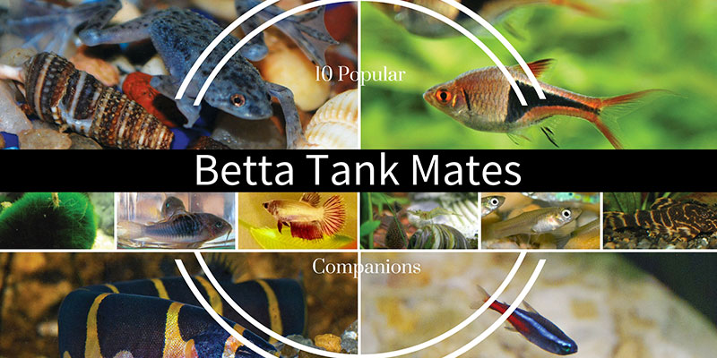 good betta tank mates